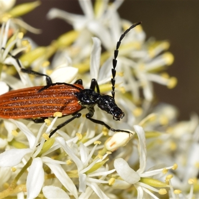 Lycidae (family) (Net-winged beetle) at Greenleigh, NSW - 27 Dec 2024 by DianneClarke