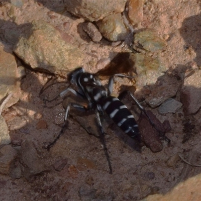 Turneromyia sp. (genus) (Zebra spider wasp) at Greenleigh, NSW - 27 Dec 2024 by DianneClarke