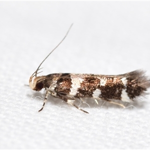 Macrobathra (genus) at Jerrabomberra, NSW - 27 Dec 2024