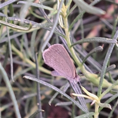 Zizina otis (Common Grass-Blue) at Watson, ACT - 28 Dec 2024 by abread111