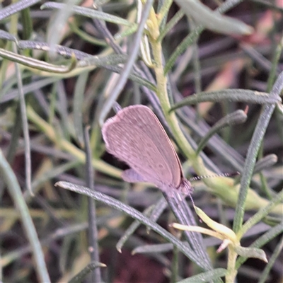 Zizina otis (Common Grass-Blue) at Watson, ACT - 27 Dec 2024 by abread111