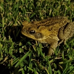 Rhinella marina at Yandina, QLD - 27 Dec 2024 by trevorpreston