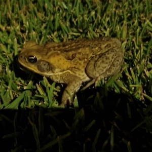 Rhinella marina at Yandina, QLD - 27 Dec 2024 07:48 PM