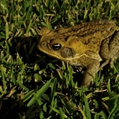 Rhinella marina at Yandina, QLD - 27 Dec 2024 07:48 PM