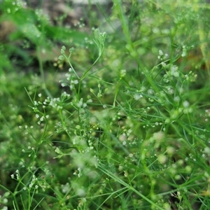 Cyclospermum leptophyllum (Slender Celery, Wild Carrot) at Yandina, QLD by trevorpreston