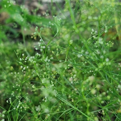 Unidentified Other Wildflower or Herb at Yandina, QLD - 27 Dec 2024 by trevorpreston