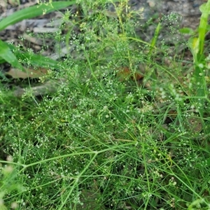 Cyclospermum leptophyllum at Yandina, QLD - 27 Dec 2024 03:13 PM