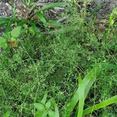 Cyclospermum leptophyllum at Yandina, QLD - 27 Dec 2024 03:13 PM
