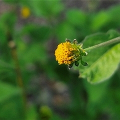 Bidens pilosa var. minor at Yandina, QLD - 27 Dec 2024 by trevorpreston