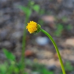 Bidens pilosa at Yandina, QLD - 27 Dec 2024 03:12 PM