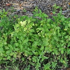 Bidens pilosa at Yandina, QLD - 27 Dec 2024 03:12 PM