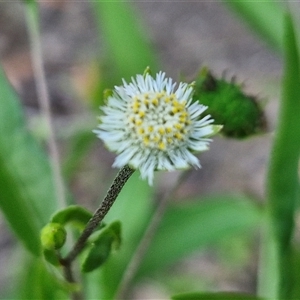 Unidentified Daisy at Yandina, QLD by trevorpreston