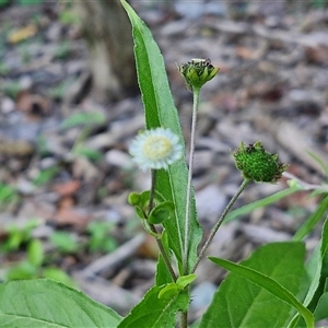 Eclipta prostrata at Yandina, QLD - 27 Dec 2024 03:02 PM