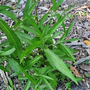 Eclipta prostrata at Yandina, QLD - 27 Dec 2024 03:02 PM