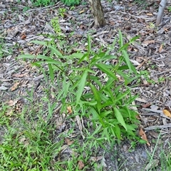 Eclipta prostrata at Yandina, QLD - 27 Dec 2024 03:02 PM