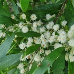 Acacia melanoxylon (Blackwood) at Yandina, QLD - 27 Dec 2024 by trevorpreston