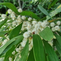 Acacia melanoxylon at Yandina, QLD - 27 Dec 2024 03:02 PM