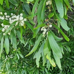Acacia melanoxylon at Yandina, QLD - 27 Dec 2024 03:02 PM