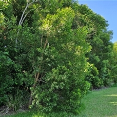 Acacia melanoxylon at Yandina, QLD - 27 Dec 2024 03:02 PM
