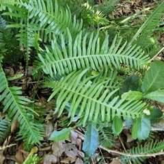 Blechnum neohollandicum (Prickly Rasp Fern) at Yandina, QLD - 27 Dec 2024 by trevorpreston