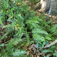 Blechnum neohollandicum at Yandina, QLD - 27 Dec 2024 03:00 PM