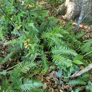 Blechnum neohollandicum at Yandina, QLD - 27 Dec 2024 03:00 PM