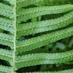 Blechnum neohollandicum at Yandina, QLD - 27 Dec 2024 03:00 PM