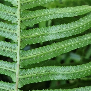 Blechnum neohollandicum at Yandina, QLD - 27 Dec 2024 03:00 PM