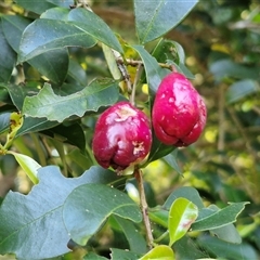 Syzygium smithii (Lilly Pilly) at Yandina, QLD - 27 Dec 2024 by trevorpreston