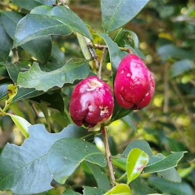 Syzygium smithii (Lilly Pilly) at Yandina, QLD - 27 Dec 2024 by trevorpreston