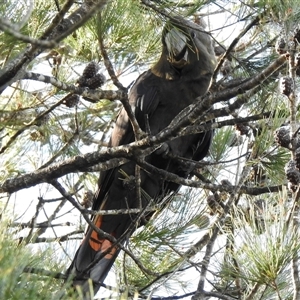 Calyptorhynchus lathami lathami at Mittagong, NSW - suppressed