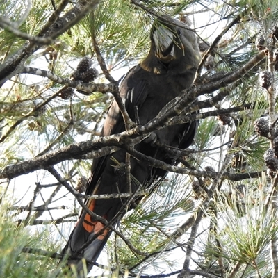 Calyptorhynchus lathami lathami (Glossy Black-Cockatoo) at Mittagong, NSW - 27 Mar 2021 by GITM3