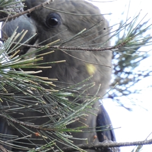 Calyptorhynchus lathami lathami at Mittagong, NSW - suppressed