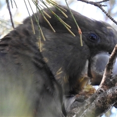 Calyptorhynchus lathami lathami at Mittagong, NSW - suppressed