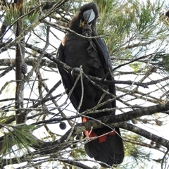 Calyptorhynchus lathami lathami at Mittagong, NSW - suppressed