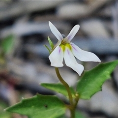 Lobelia purpurascens (White Root) at Yandina, QLD - 27 Dec 2024 by trevorpreston