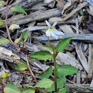 Lobelia purpurascens at Yandina, QLD - 27 Dec 2024 02:58 PM