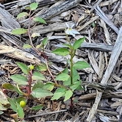 Lobelia purpurascens at Yandina, QLD - 27 Dec 2024 02:58 PM