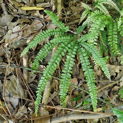 Adiantum hispidulum (Rough Maidenhair) at Yandina, QLD - 27 Dec 2024 by trevorpreston