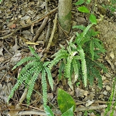 Adiantum hispidulum at Yandina, QLD - 27 Dec 2024 02:57 PM