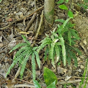 Adiantum hispidulum at Yandina, QLD - 27 Dec 2024 02:57 PM
