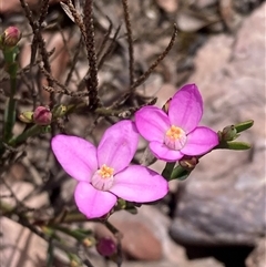 Boronia spathulata at Stirling Range National Park, WA - 22 Oct 2024 by AnneG1
