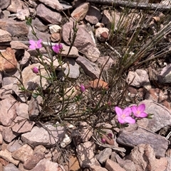 Boronia spathulata at Stirling Range National Park, WA - 22 Oct 2024 10:28 AM