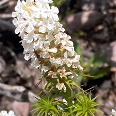 Sphenotoma dracophylloides at Stirling Range National Park, WA - 22 Oct 2024 by AnneG1