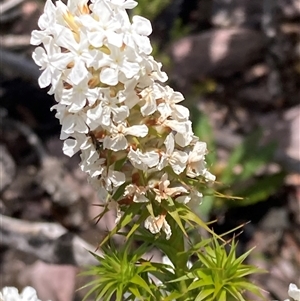 Sphenotoma dracophylloides at Stirling Range National Park, WA - 22 Oct 2024 10:29 AM