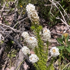 Sphenotoma dracophylloides at Stirling Range National Park, WA - 22 Oct 2024 10:29 AM