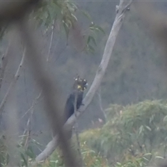 Calyptorhynchus lathami lathami (Glossy Black-Cockatoo) at Colo Vale, NSW - 24 Dec 2019 by GITM2