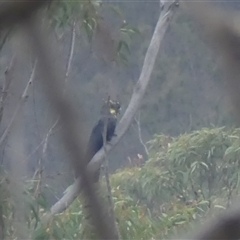 Calyptorhynchus lathami lathami at Colo Vale, NSW - 24 Dec 2019