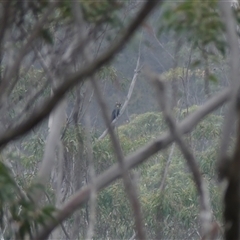 Calyptorhynchus lathami lathami at Colo Vale, NSW - 24 Dec 2019