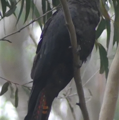 Calyptorhynchus lathami lathami at Colo Vale, NSW - 24 Dec 2019